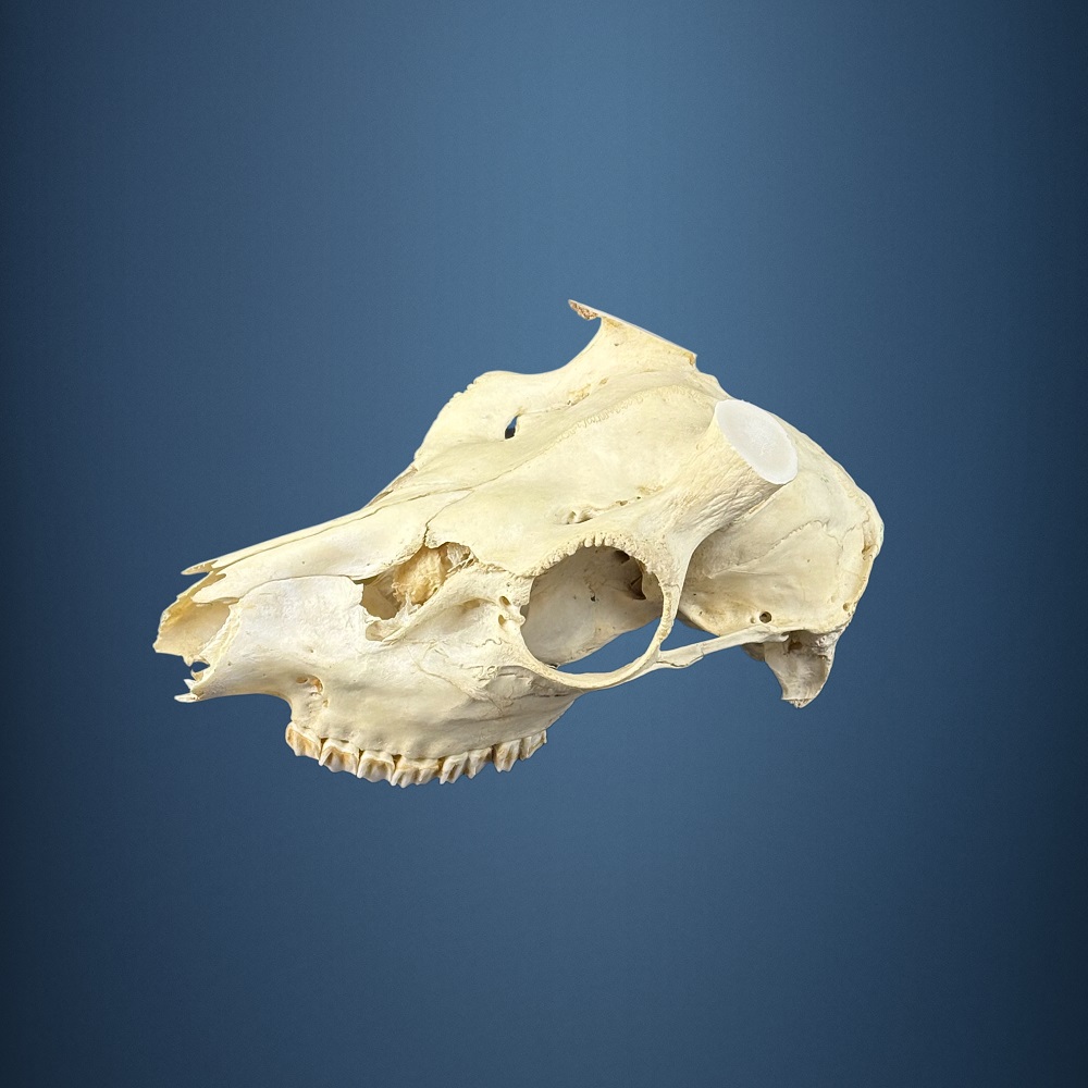 577SKU Teschio di cervo, montaggio corna, palco diametro 38-34mm