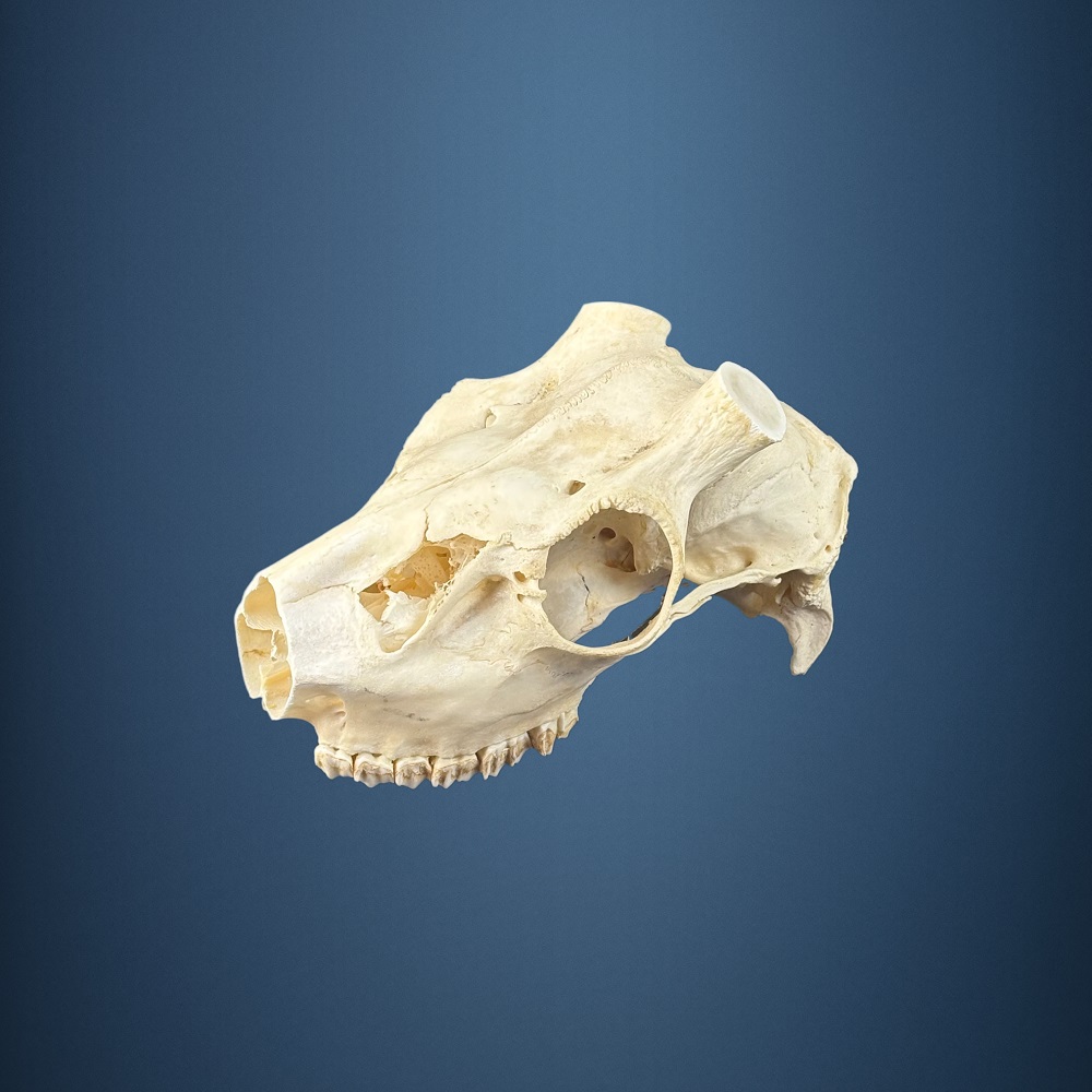 580SKU Teschio di cervo, montaggio corna, palco diametro 34-31mm