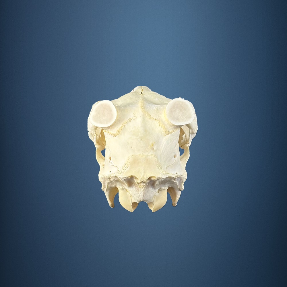 582SKU Teschio di cervo, montaggio corna, palco diametro 35mm