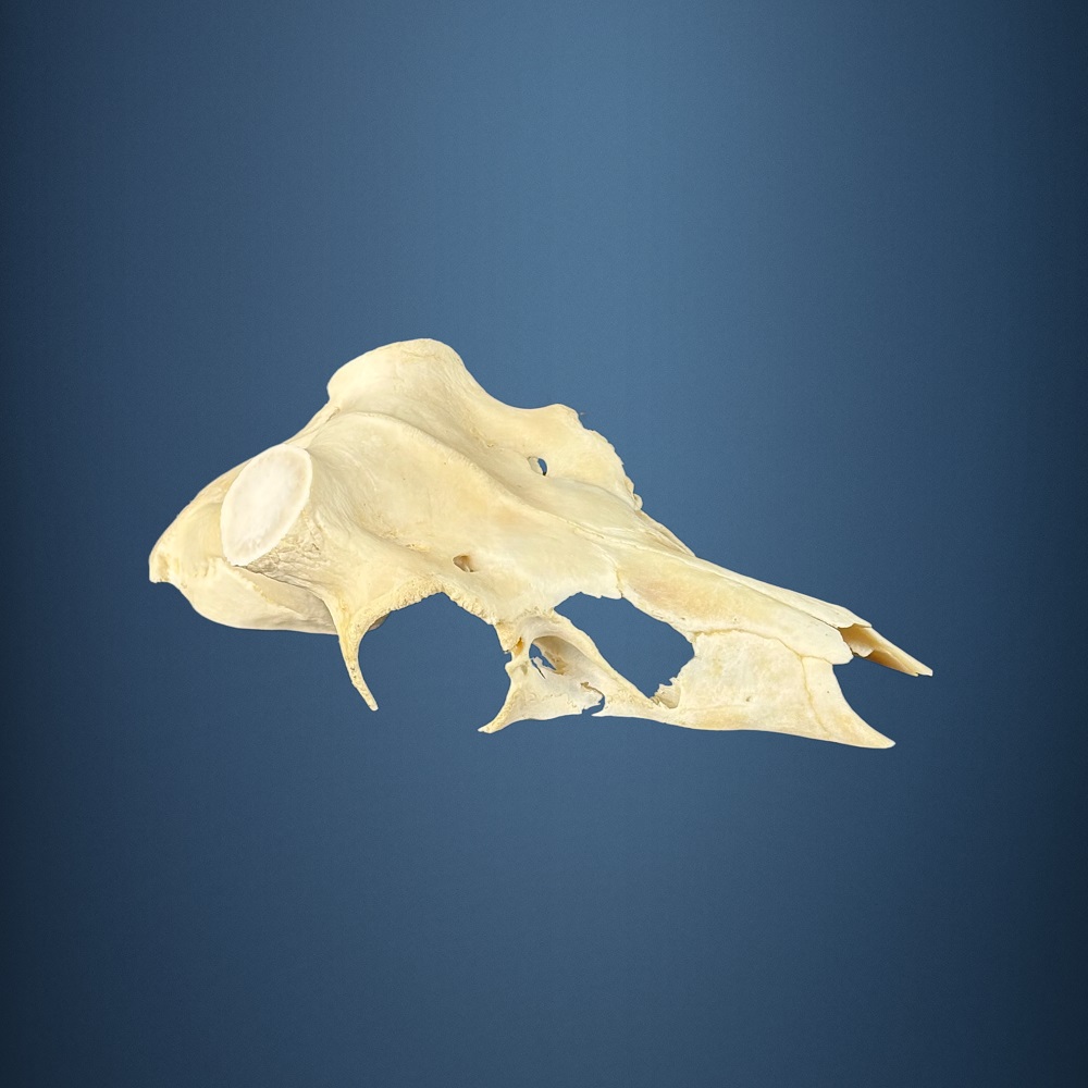 584SKU Teschio di cervo, montaggio corna, palco diametro 42mm