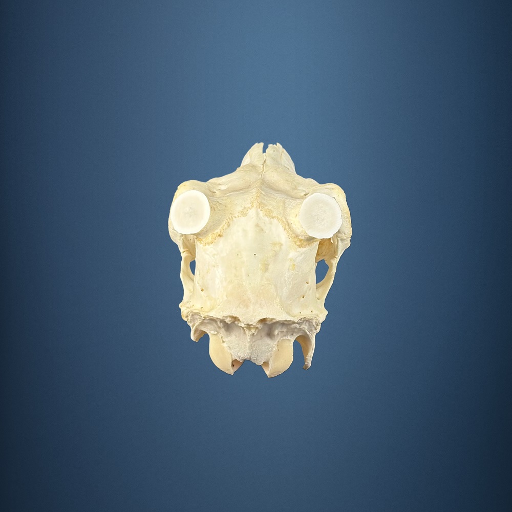 590SKU Teschio di cervo, montaggio corna, palco diametro 30mm