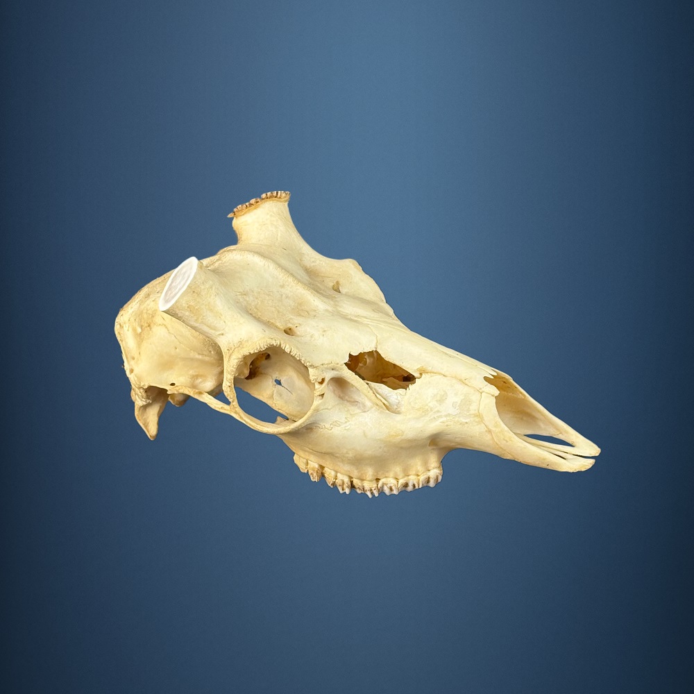 591SKU Teschio di cervo, montaggio corna, palco diametro 33mm