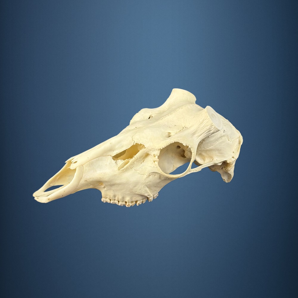 593SKU Teschio di cervo, montaggio corna, palco diametro 37-33mm