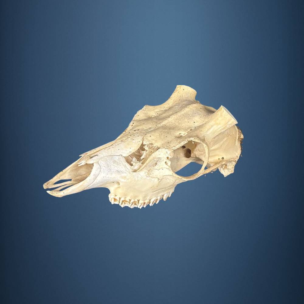 602SKU Sika Deer skull, antlers, horns, hunting, diameter 31-28mm