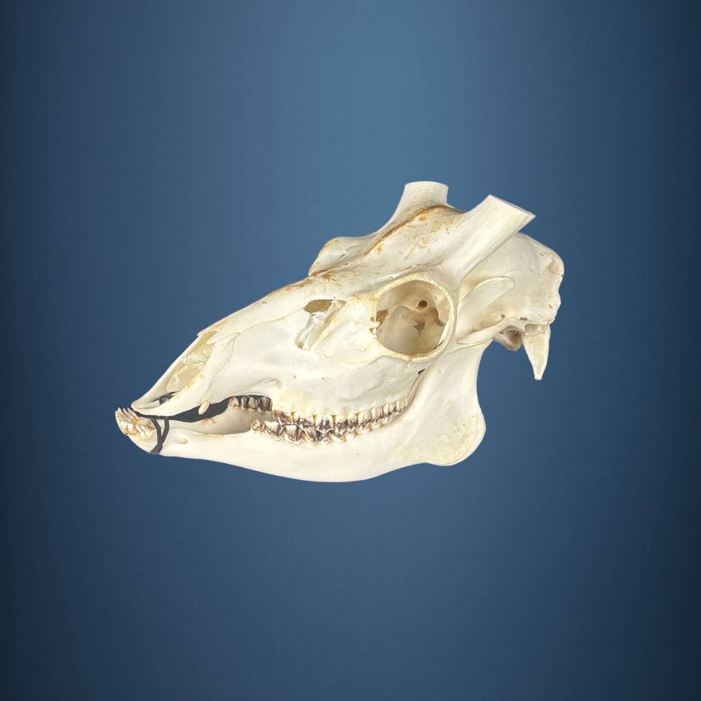 603SKU Crane de cerf sika, bois de cerf, massacre, trophée, Diametre 27mm