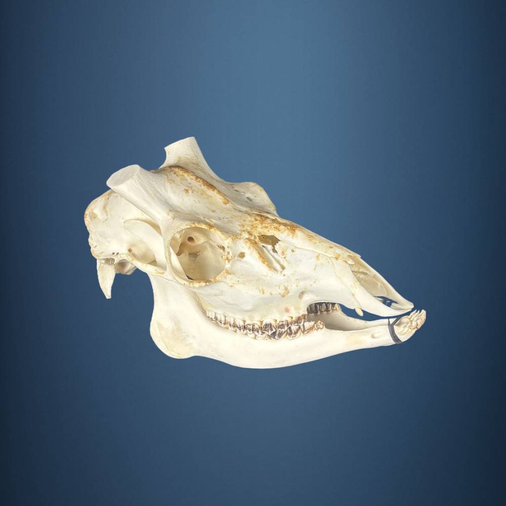 603SKU Crane de cerf sika, bois de cerf, massacre, trophée, Diametre 27mm