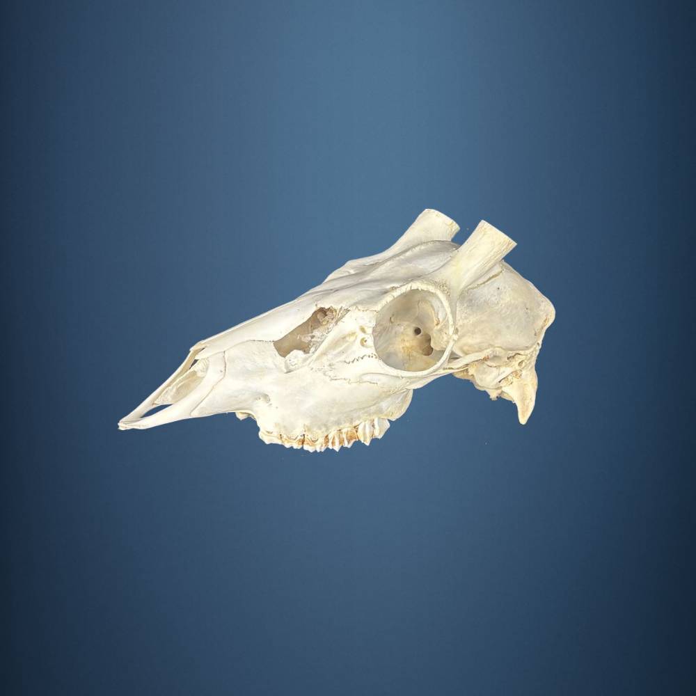 604SKU Sikahirsch Schädel, geweih, trophae, abwurfstangen, Durchmesser 21mm