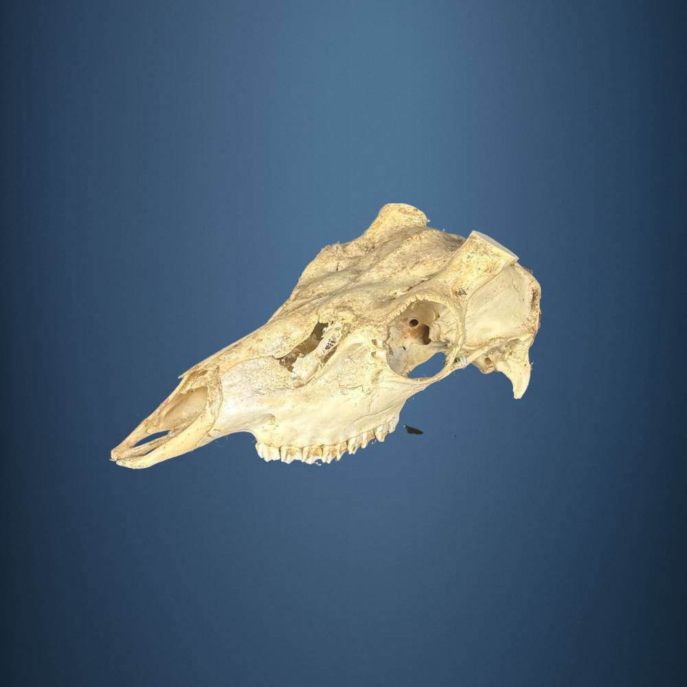 606SKU Sika Deer skull, antlers, horns, hunting, diameter 30mm