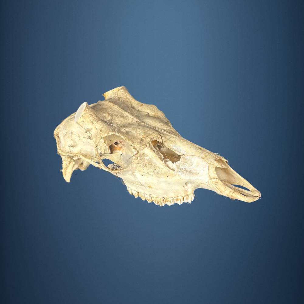 606SKU Sika Deer skull, antlers, horns, hunting, diameter 30mm