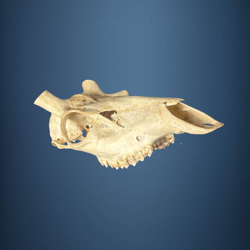 607SKU Rothirsch Schädel, geweih, trophae, abwurfstangen, Durchmesser 31mm