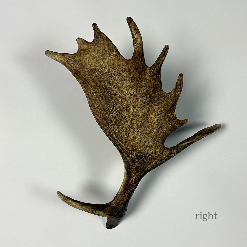 Appliques, lampe de mur avec la vrai bois de daim. 1xE14 25x35cm 1523