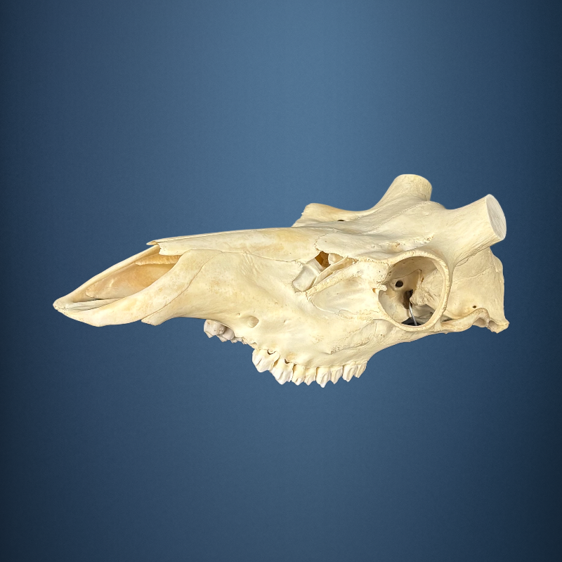 608SKU Stag Deer skull, antlers, horns, hunting, diameter 42-38mm