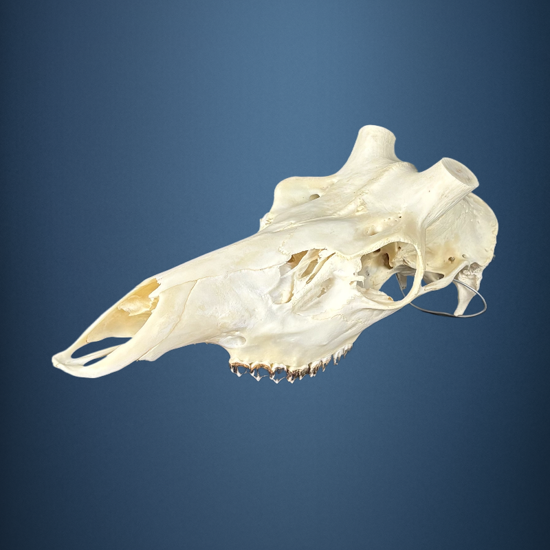 610SKU Stag Deer skull, antlers, horns, hunting, diameter 37-35mm