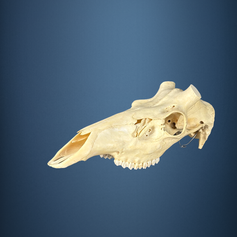 611SKU Stag Deer skull, antlers, horns, hunting, diameter 40mm