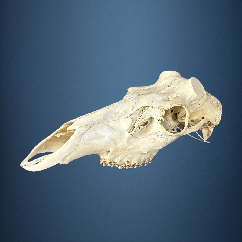 612SKU Stag Deer skull, antlers, horns, hunting, diameter 55-50mm