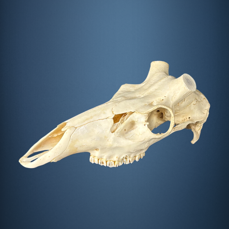 613SKU Stag Deer skull, antlers, horns, hunting, diameter 40mm