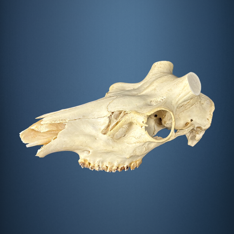 614SKU Stag Deer skull, antlers, horns, hunting, diameter 48-45mm