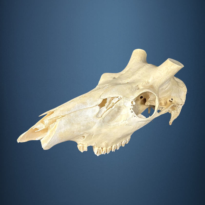 615SKU Stag Deer skull, antlers, horns, hunting, diameter 35mm