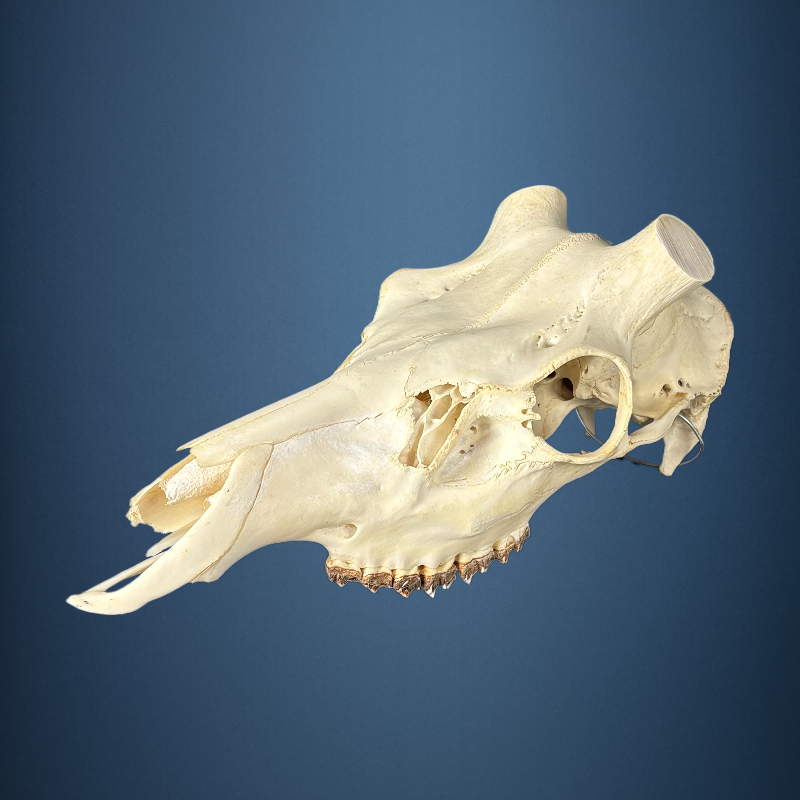 616SKU Stag Deer skull, antlers, horns, hunting, diameter 43-41mm