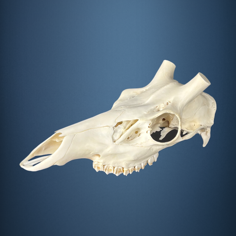 617SKU Stag Deer skull, antlers, horns, hunting, diameter 28mm