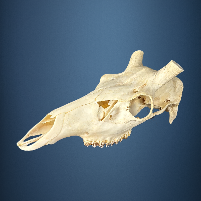 618SKU Stag Deer skull, antlers, horns, hunting, diameter 33-35mm