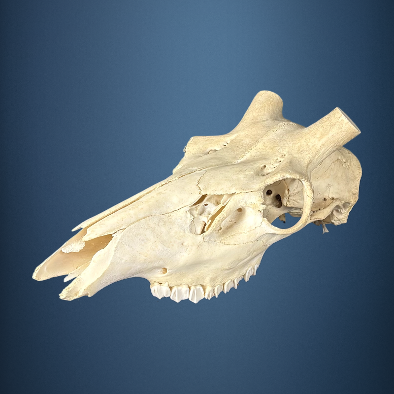 620SKU Stag Deer skull, antlers, horns, hunting, diameter 35-37mm