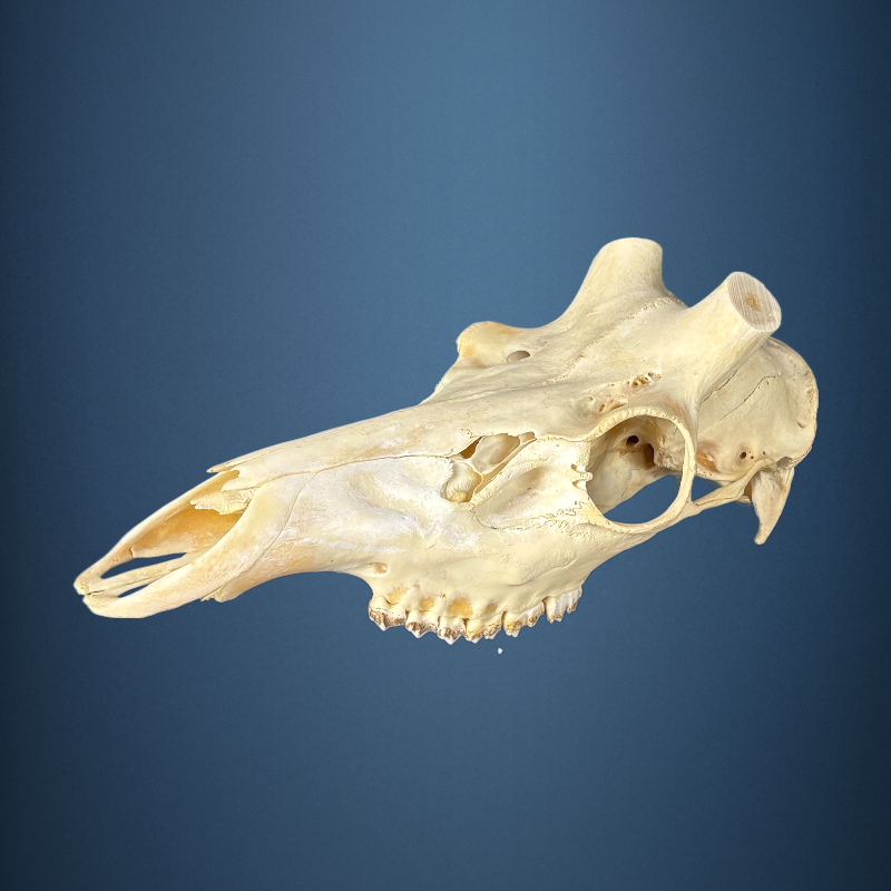 621SKU Stag Deer skull, antlers, horns, hunting, diameter 39mm