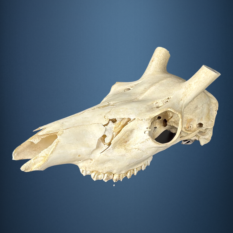 622SKU Stag Deer skull, antlers, horns, hunting, diameter 32mm