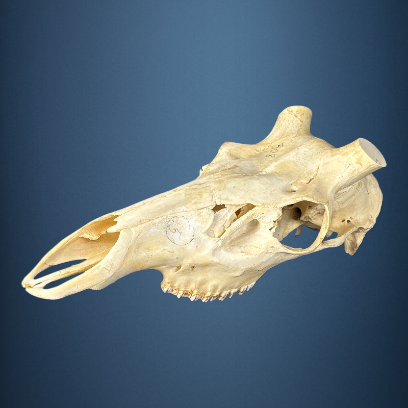 625SKU Stag Deer skull, antlers, horns, hunting, diameter 40mm