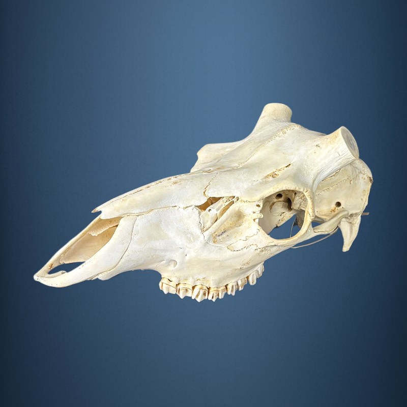 629SKU Stag Deer skull, antlers, horns, hunting, diameter 37mm
