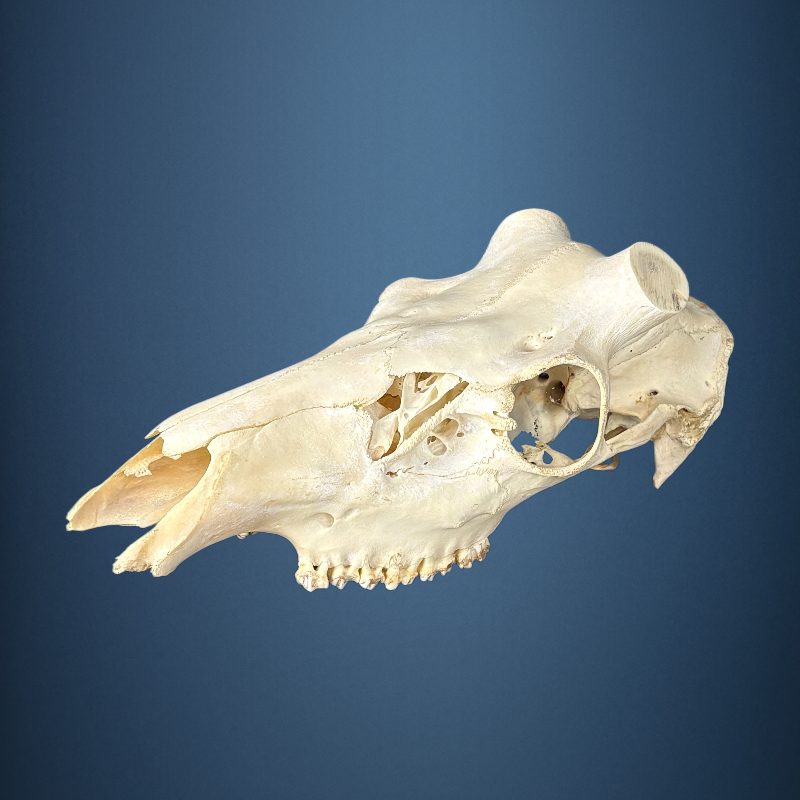 630SKU Stag Deer skull, antlers, horns, hunting, diameter 48-45mm