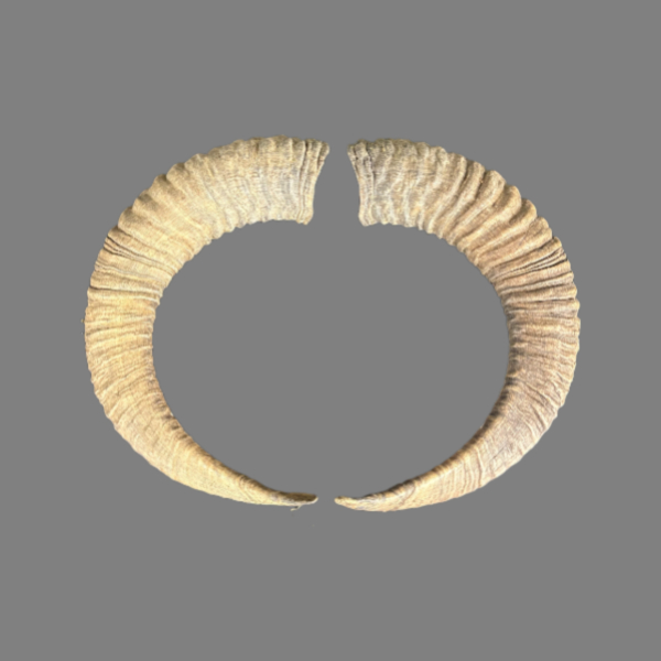 003CMU Mufflon horn, jagdtrophae, Wildschaf, 56-56cm