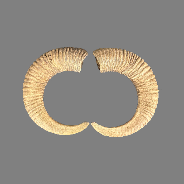 008CMU Mufflon horn, jagdtrophae, Wildschaf, 62-63cm