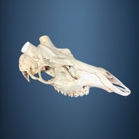 550SKU Teschio di cervo, montaggio corna, palco diametr